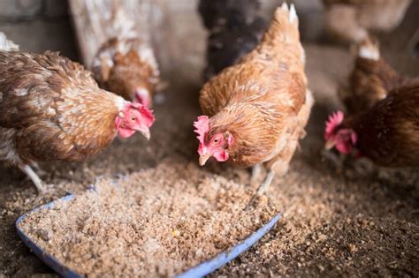 The Basics of Growing Healthy Poultry