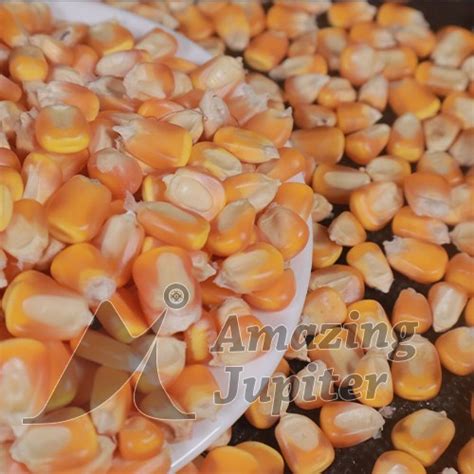 yellow corn amazing jupiter trading company