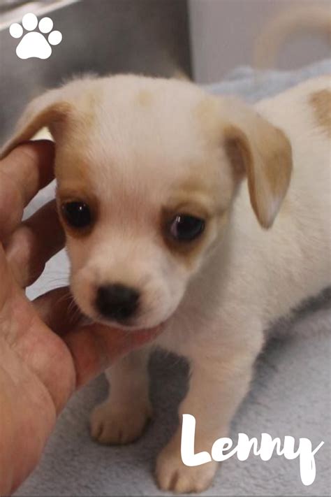 Chiweenie Puppies for Sale | Chiweenie puppies, Chiweenie dogs, Chiweenie