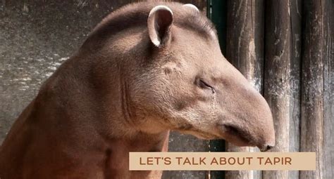 20 Remarkable Tapir Facts You Probably Didn't Know - UntamedAnimals