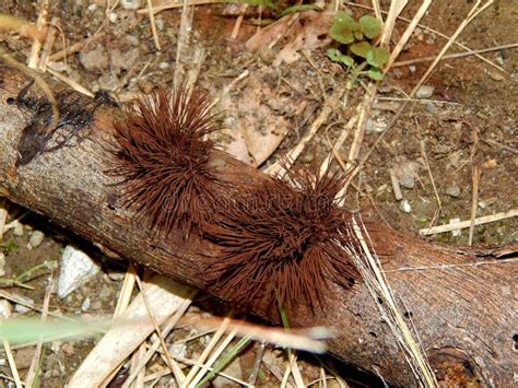 chocolate tube slime mold stemonitis axifera stock photo image