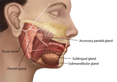 Swollen Salivary Glands Under Chin