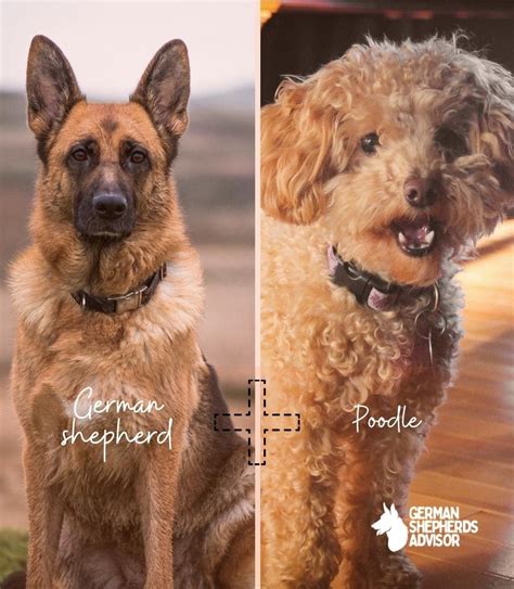 German Shepherd Poodle Mix: A Rare Yet Interesting Combo! | Mixed