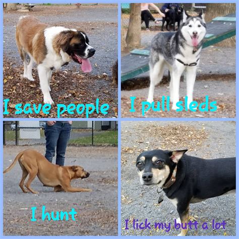 Everyone elses dog vs. my dog : WhatsWrongWithYourDog