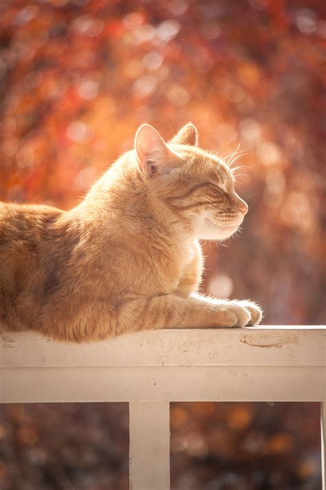 animal cremations 10