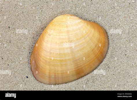 smooth smooth clam callista chione clam shell detachable france