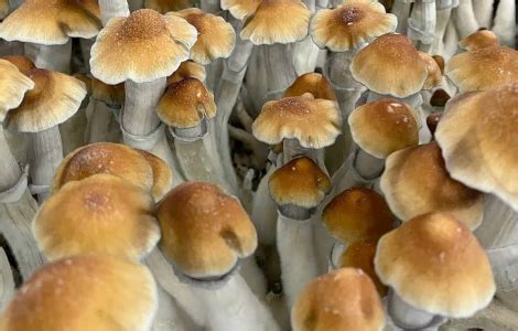 Tidal Wave Mushrooms: Effects, Dosage, and Cultivation Guide - Mushly.