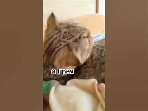 Персик, Сима и Грей. Пов придумайте сами:_ #Персик #Сима #грей #кот # ...