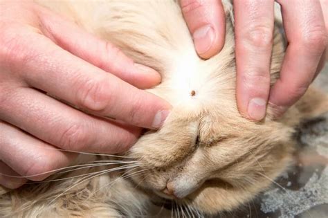 Doença Do Carrapato Em Gatos - Saiba o tratamento e como evitar a doença do carrapato em gatos