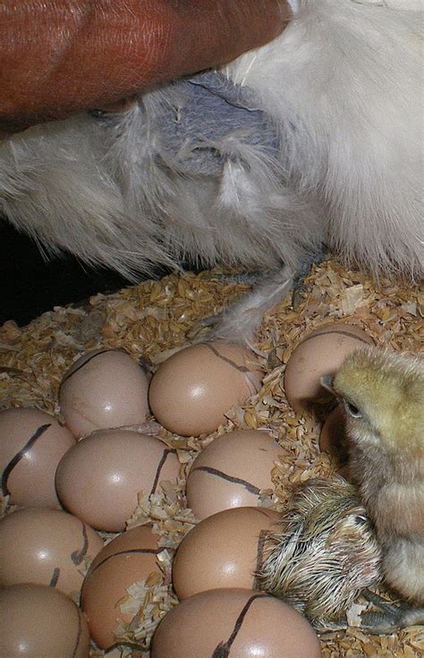 how to clean eggs from chickens