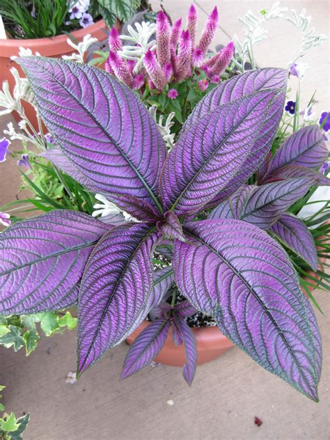 Persian Shield (Strobilanthes dyerianus) — Landscape Prescriptions by MD