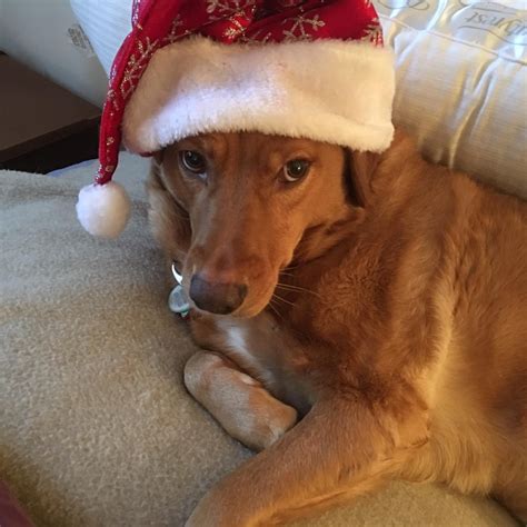 Associated... - Associated Humane Societies Forked River