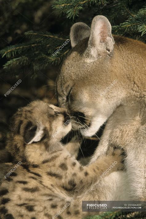 Female cougar grooming kitten, close-up. — felis concolor, female