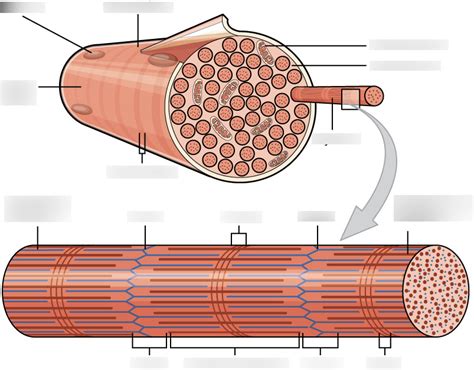 Muscle Fiber Diagram | Quizlet