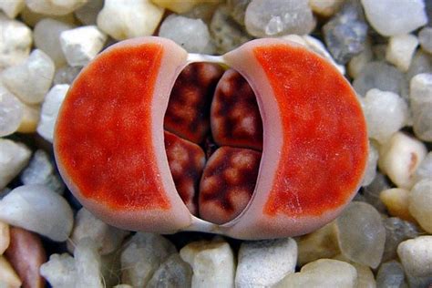 lithops-creepy cool succulents | Planting succulents, Succulent ...