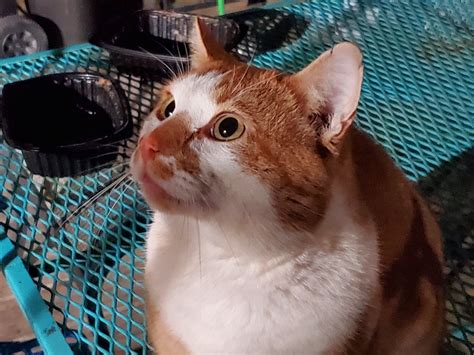 A new stray cat showed up. We already take care of 3 TNR feral kitties