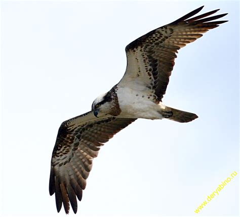 Скопа Pandion haliaetus Osprey