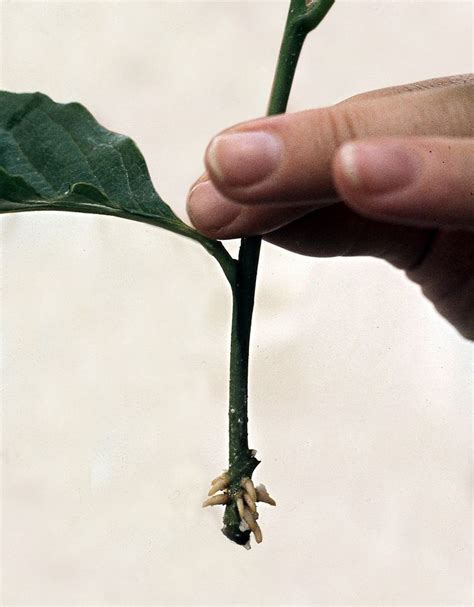 cutting plant alchetron   social encyclopedia