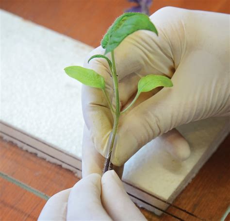 Grafted Plants for the Gardening Win! — Territorial Seed Company Blog