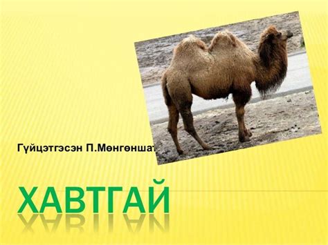 хавтгай.