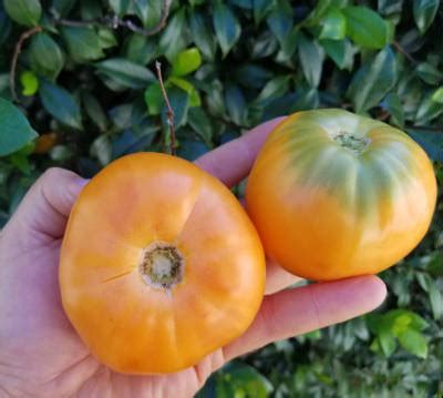 Kellogg's Breakfast Tomato - Grow Your Heirlooms