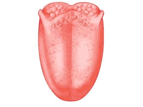 Parts of the Tongue Diagram | Quizlet