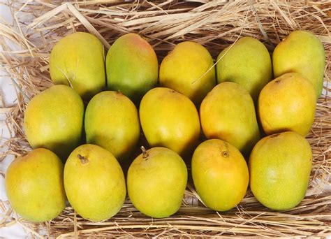 alphonso mangoes indic living