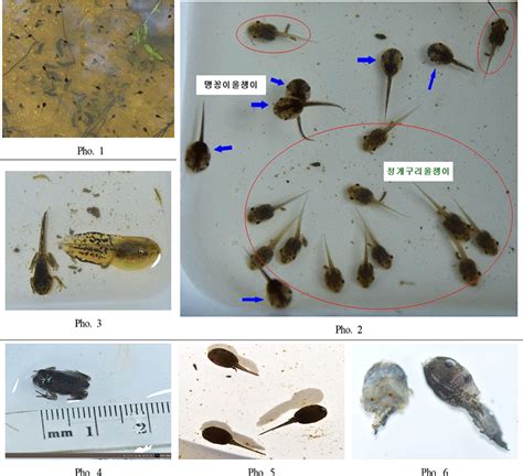 korean journal  nature conservation