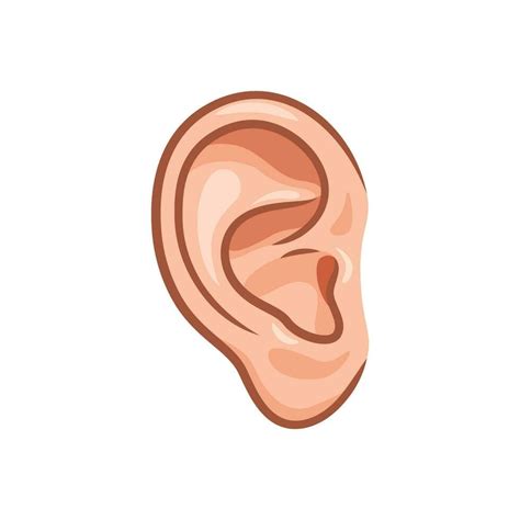 Human ear vector isolated on white background. 24730405 Vector Art at Vecteezy