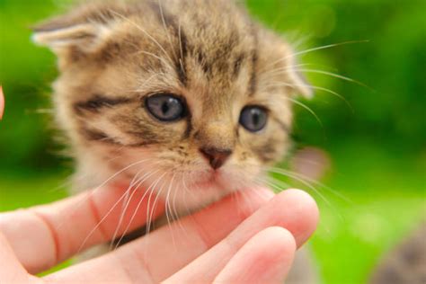 120+ Baby Scottish Fold Cat Stock Photos, Pictures & Royalty-Free ...