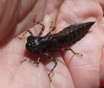 Dragonfly Larvae (U.S. National Park Service)