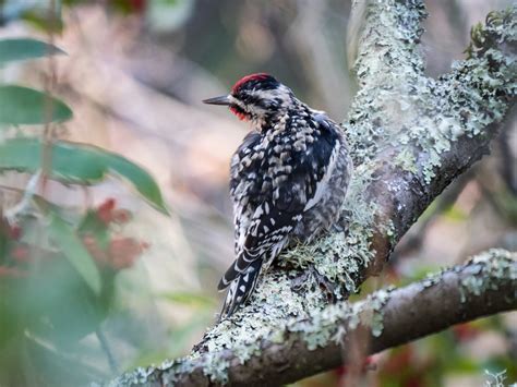 Yellow-Bellied Sapsucker - Bird Photographs and Observationsby Lee Friedman