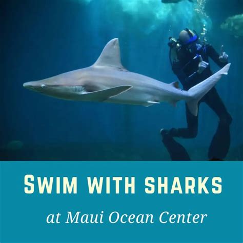 Swim Dive or Snorkel with Sharks Maui Hawaii