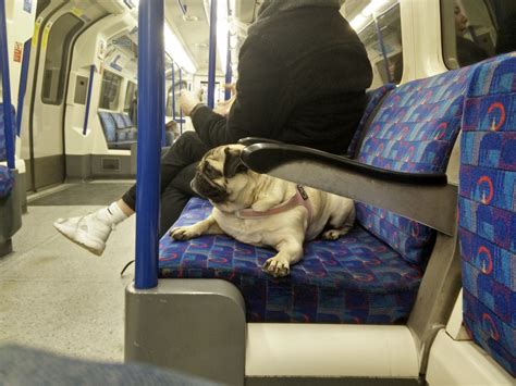 What are your commute observations? - 09/03/17 : r/london