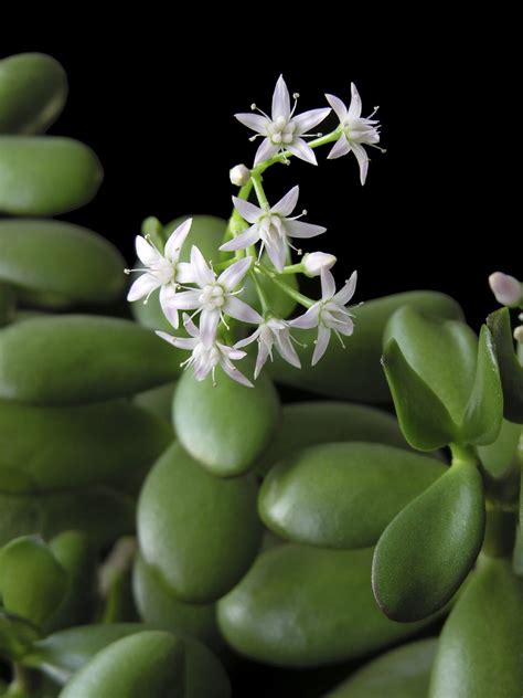 My Jade Plant Won’t Bloom – Tips On Getting A Jade Plant To Bloom