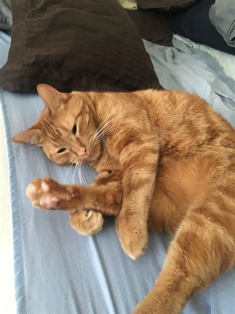 My little dude with thumbs being very confused about his foot : r