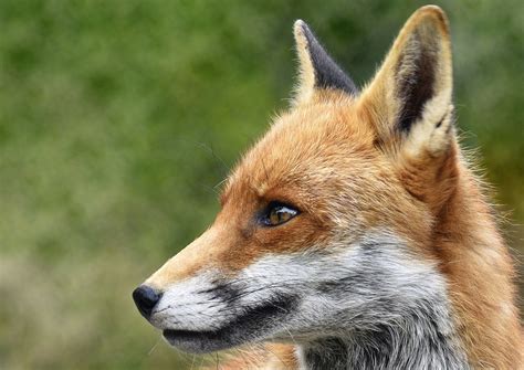 red fox mammal  photo  pixabay
