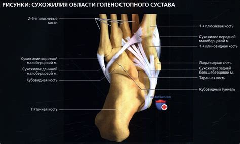 Сухожилия области голеностопного сустава в норме