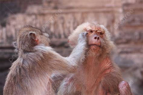 monkey relationship couple nature animal photo background  picture