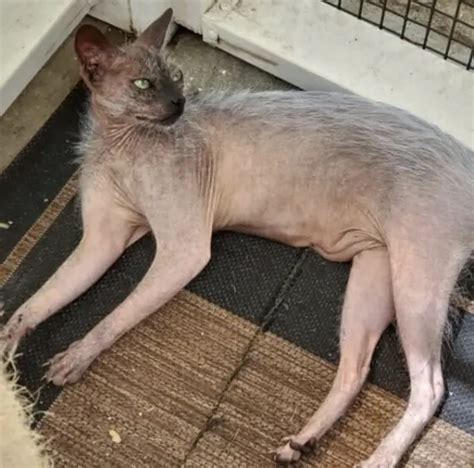 10 Rare Cat Breeds You Will Want To Adopt - Murkote
