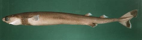 cookiecutter shark small weak deadly lazer horse