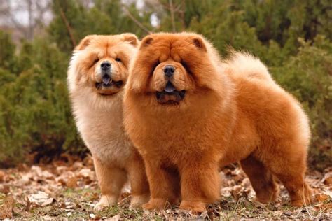 13 Chow Chow Colors, Markings & Patterns (With Pictures)