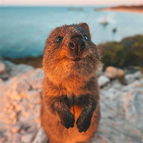 quokka pictures