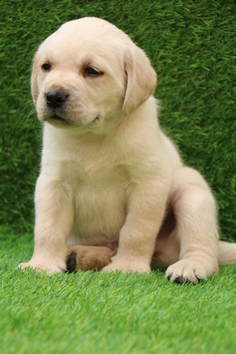 What Is A Reasonable Price For A Labrador Puppy