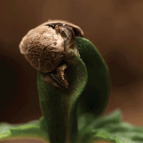 How to Preserve Seeds for Future Planting - Copenhagen Seed Company