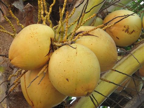 Tipo De Coco Fruta - Guia completo sobre os tipos de coco e seus usos: variedades ...
