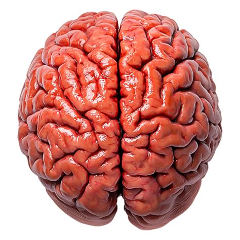 realistic human brain anatomical model close  detailed view  png