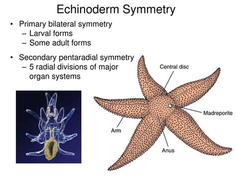 phylum echinodermata powerpoint    id