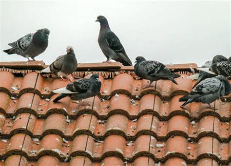 Solar Panel Pigeon Proofing Services in Clitheroe