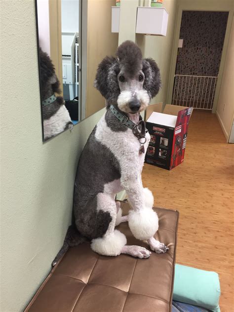 Best types of goldendoodle haircuts 2024 – Artofit